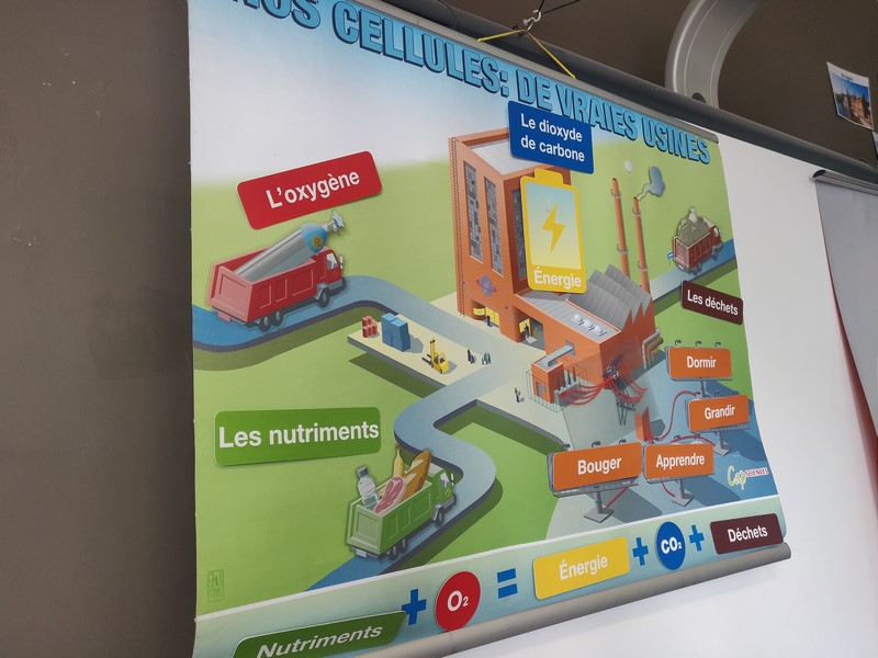 P5: 3 ateliers « Cap Sciences » – Collège Cardinal Mercier